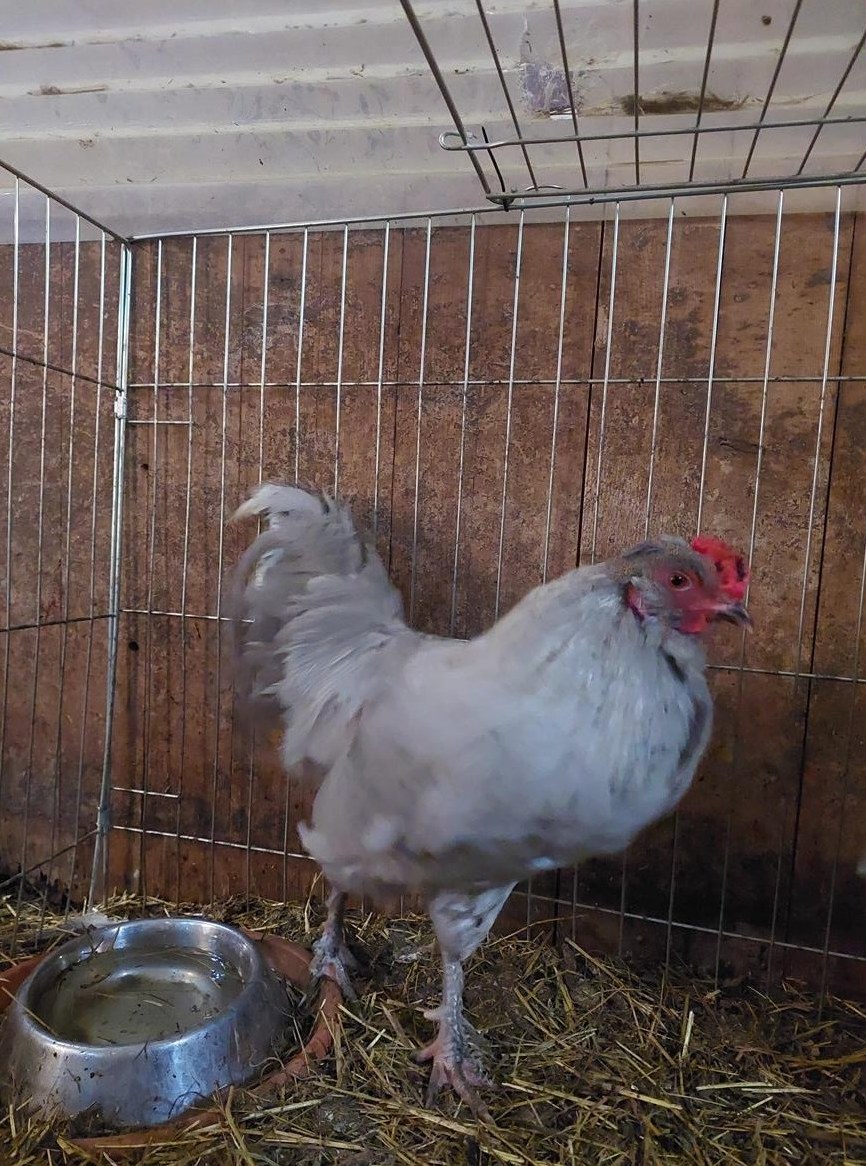 Junghahn British Lavender Araucana