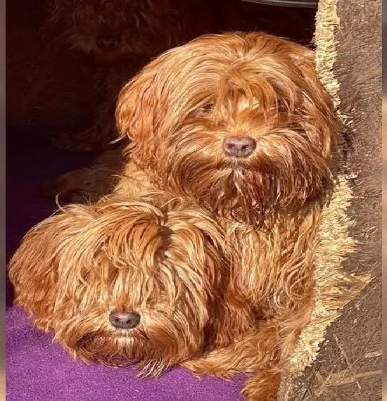 Liebevolle Cavapoo-Welpen