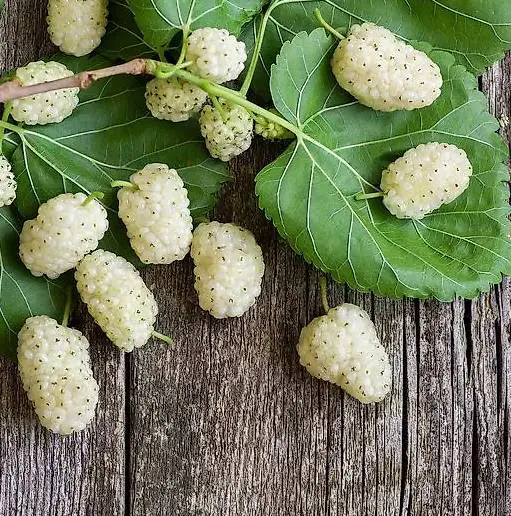 Weisse Maulbeere Hochstamm