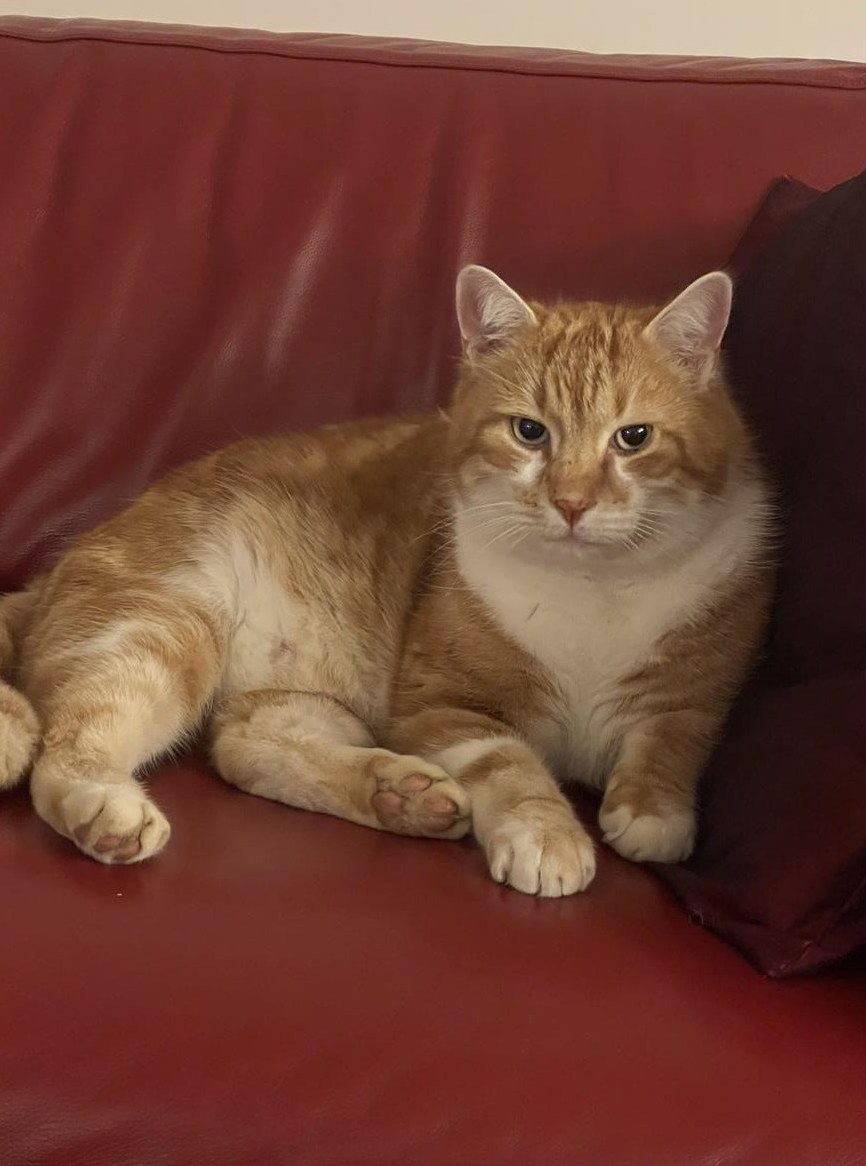 Schöner, roter Kater, sehr verschmust