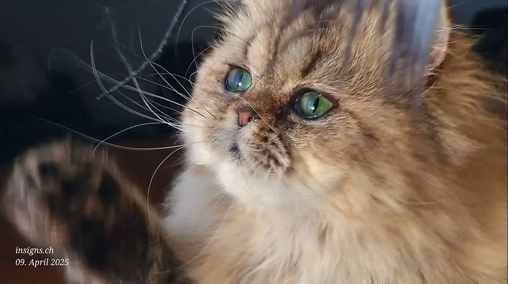 Shaded Golden Perser Kater, seltene Schönheit grüne Augen