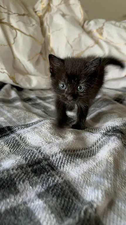 Cucciolo gatto maschio