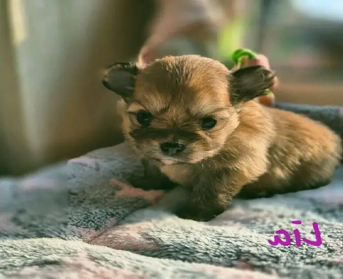 Wunderschöne Pomchi Welpen