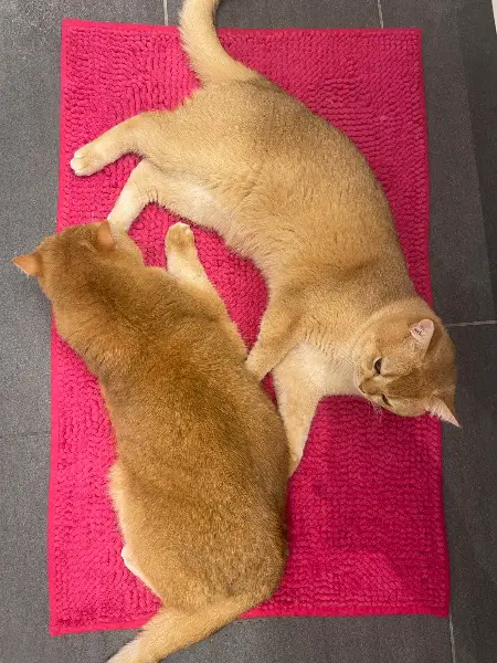 Deckkater BKH Black Golden Shell