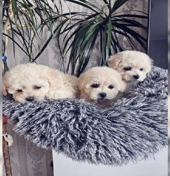 Malteser Bichon Frise