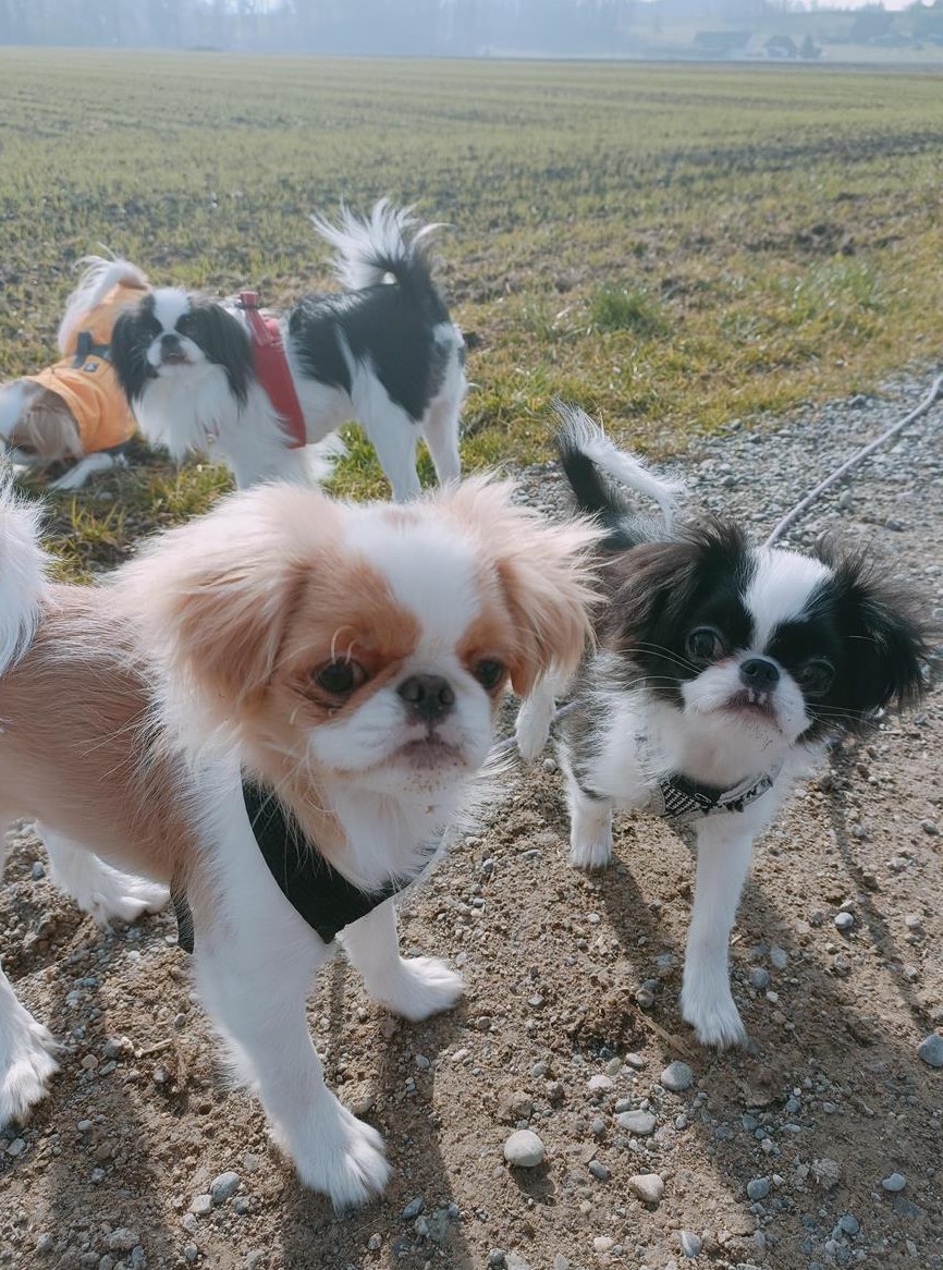 Japan Chin Welpen zu verkaufen