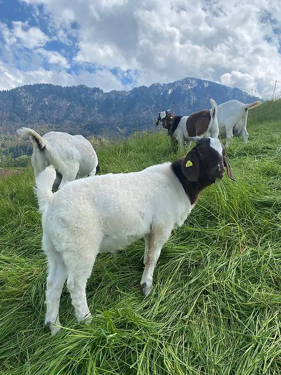 Burenziegenböcke zu verkaufen