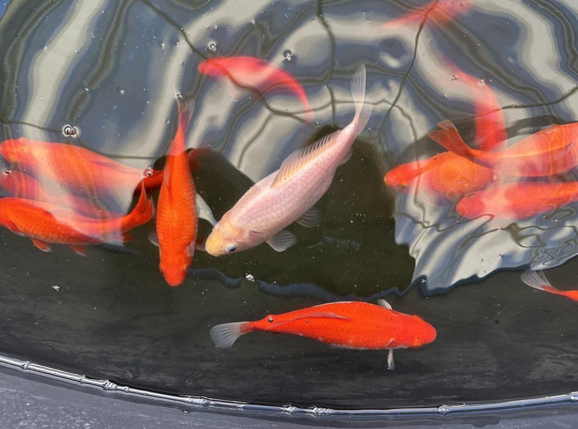 GRATIS: Goldfische resp. Kreuzungen Goldfische/Kois