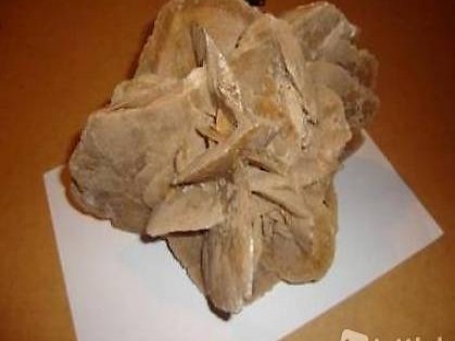 Riesengrosse Sandrose 25cm / 3.5kg