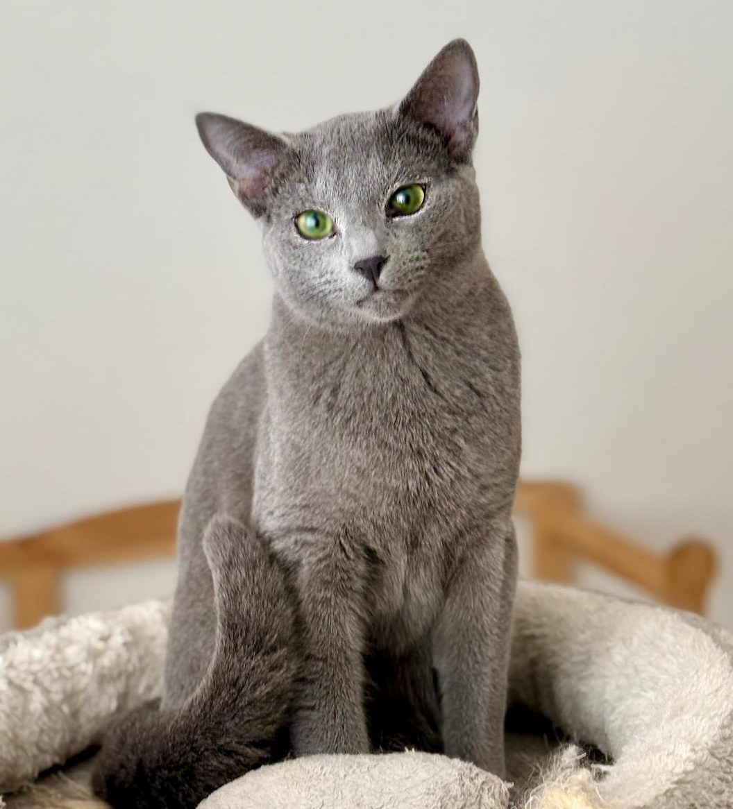 Verschmuster Russisch Blau Kater sucht liebevolles Zuhause