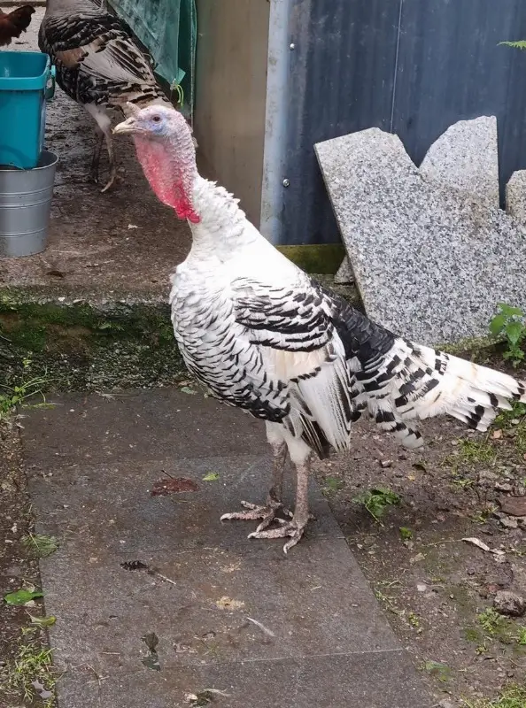 Truthähne zu verkaufen