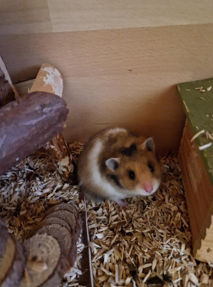 Teddyhamster Mädchen zu verkaufen