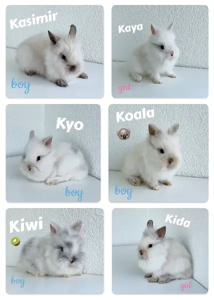 Junge Zwergkaninchen Löwenköpfchen, männlich & weiblich