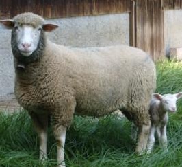 Schafstall GESUCHT im Raum Konolfingen