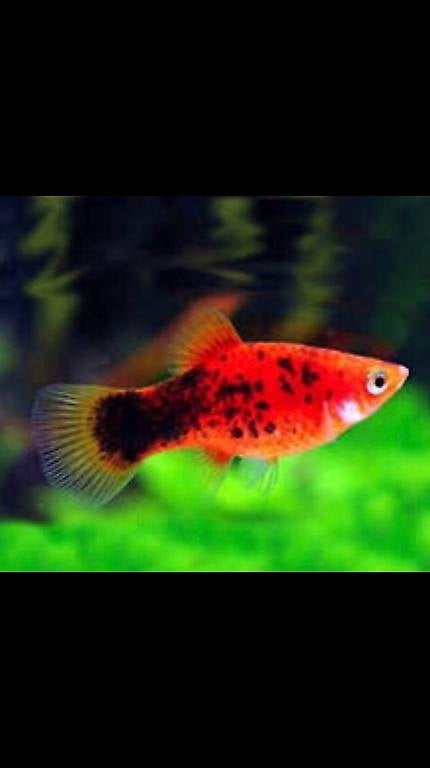 Platys Fische zu verkaufen