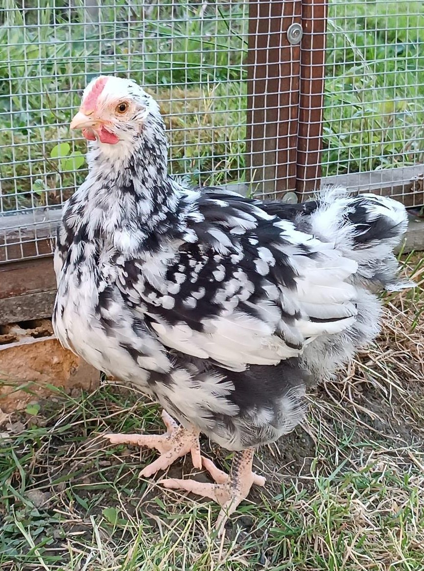 Orpington Jung Hahn, Grossrasse