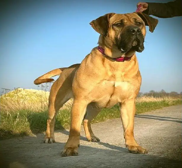 Reinrassige Presa Canario Hündin