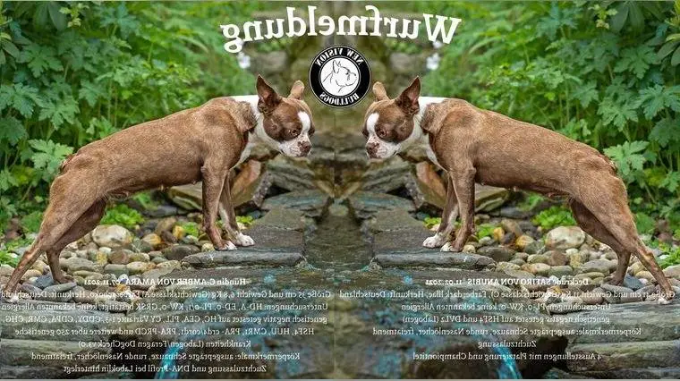 ABGABEBEREITBoston Terrier Welpen in Farbe mit Stammbaum