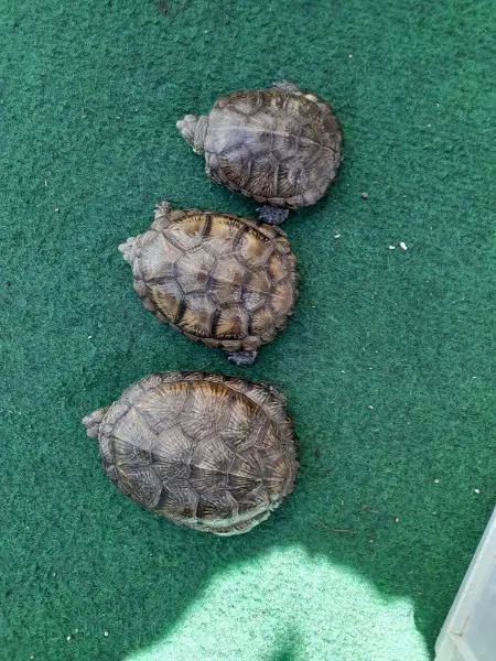 Europäische Sumpfschildkröten