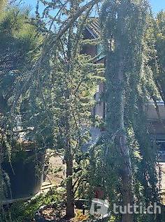 Säulenförmige Atlaszeder/ Cedrus libani Fastigiata H: 300cm