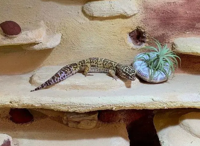 Leopardgecko, weiblich, Jahrgang 2008 sucht Zuhause