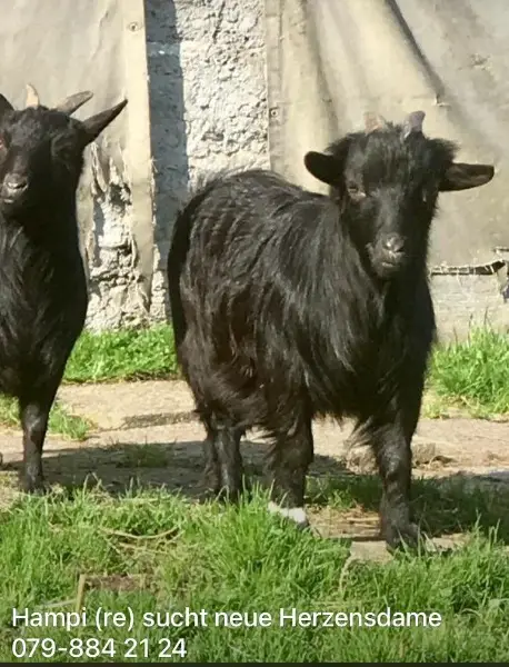 Suche Zwerg-Geissen-Dame