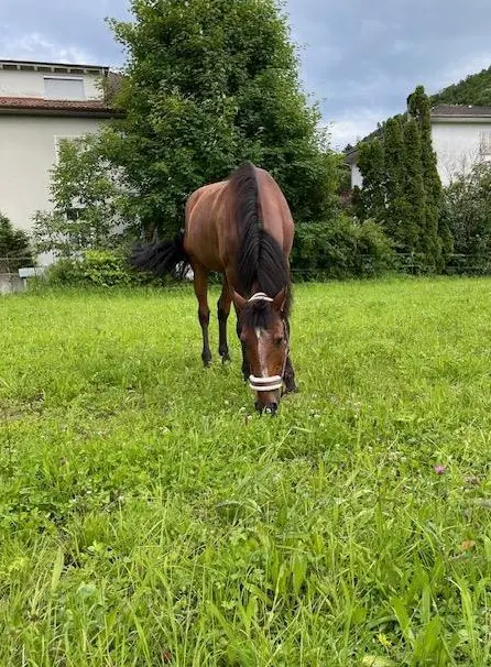 16-jähriger Lusitano Wallach zu verkaufen