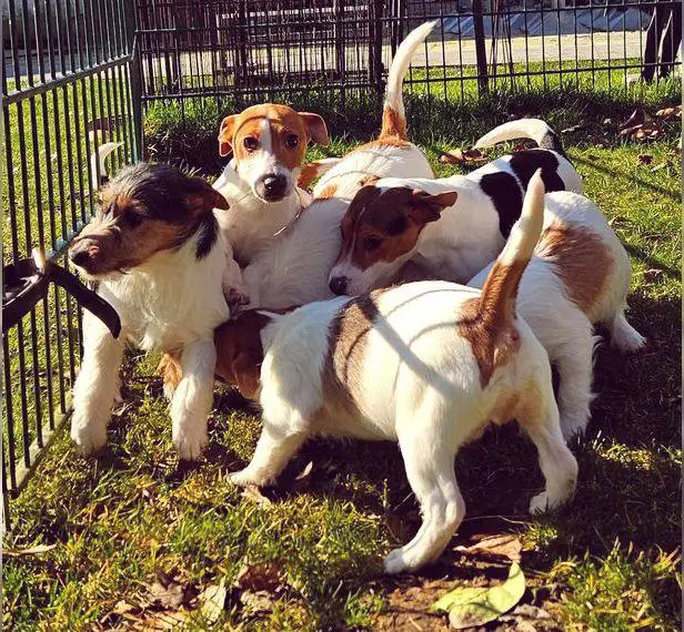 Jack Russell Terrier Welpen