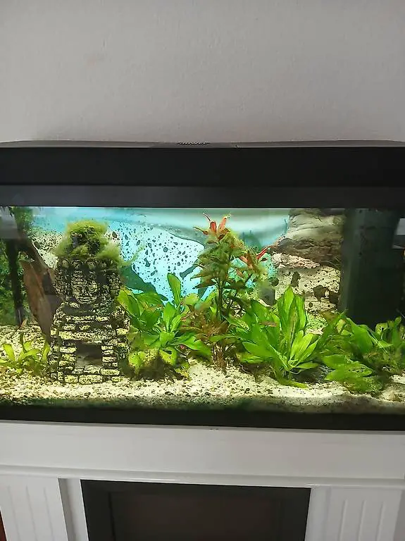 Juwel 110l Rio Aquarium