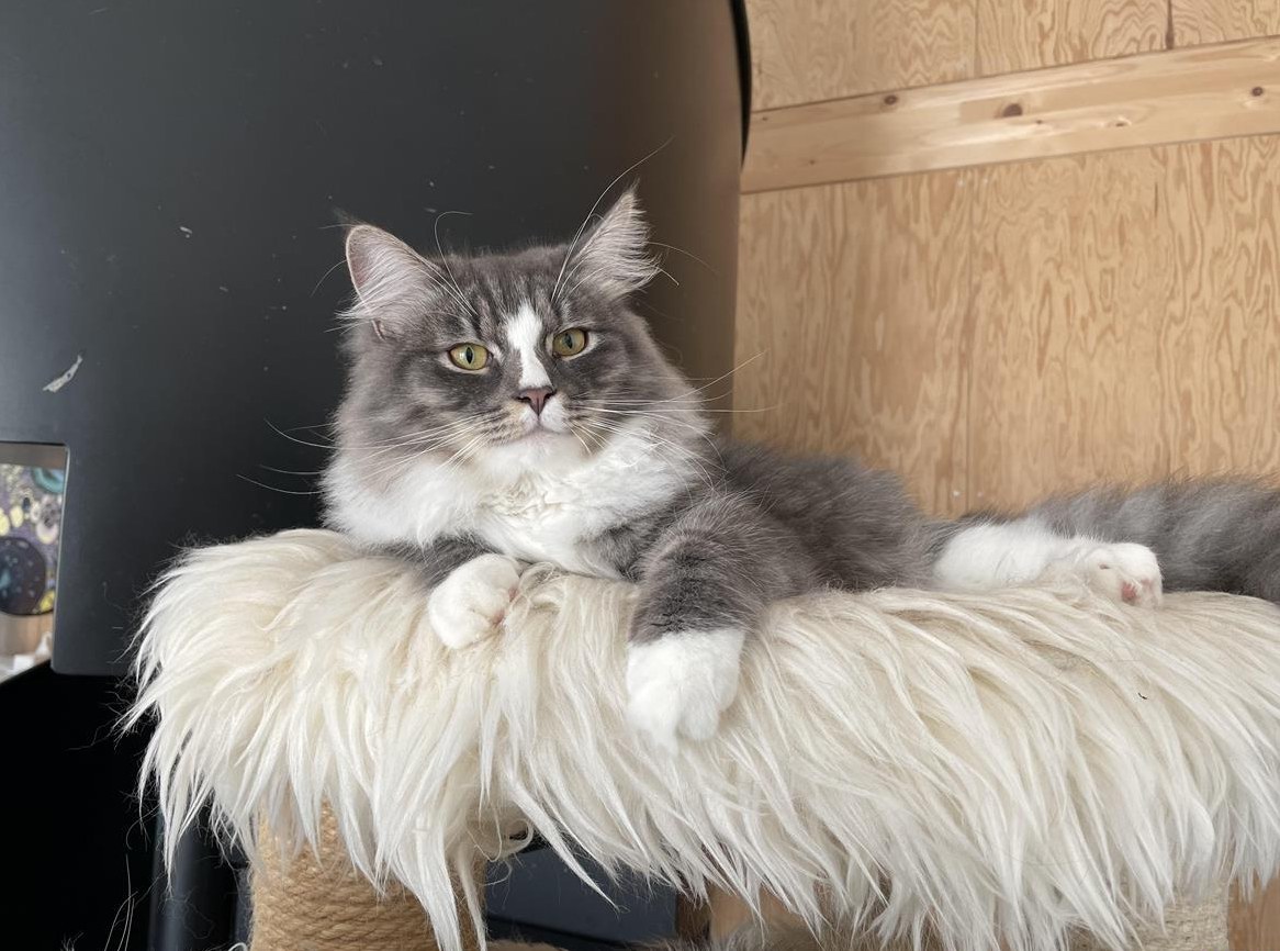 Junger Sibirischer Kater sucht seine Familie