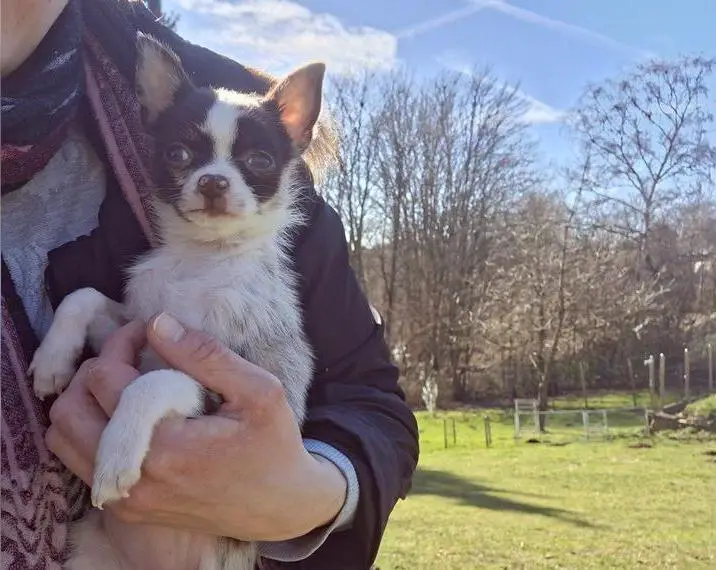 Pomchihündin, geimpft, gechippt; entwurmt sucht DICH auf Lebenszeit