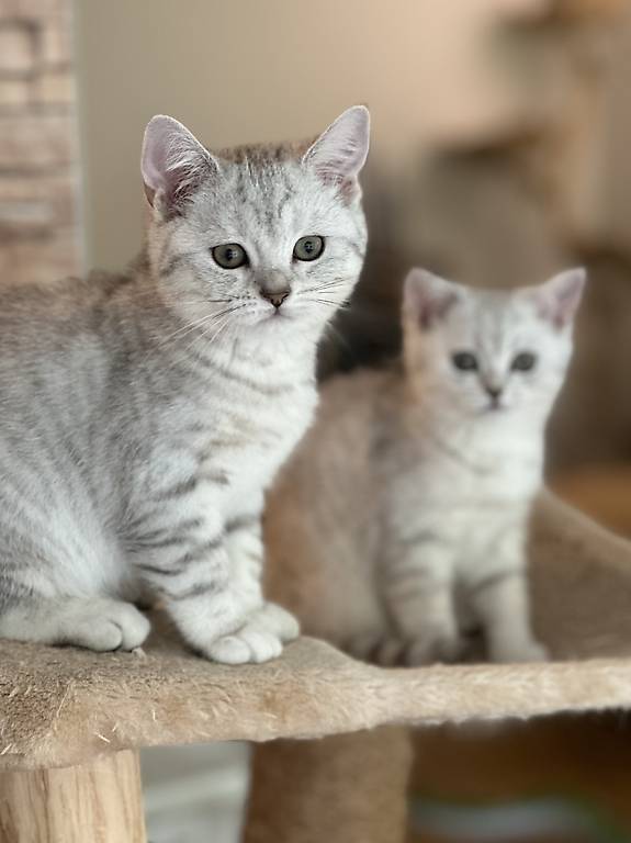 Reinrassige bkh kitten