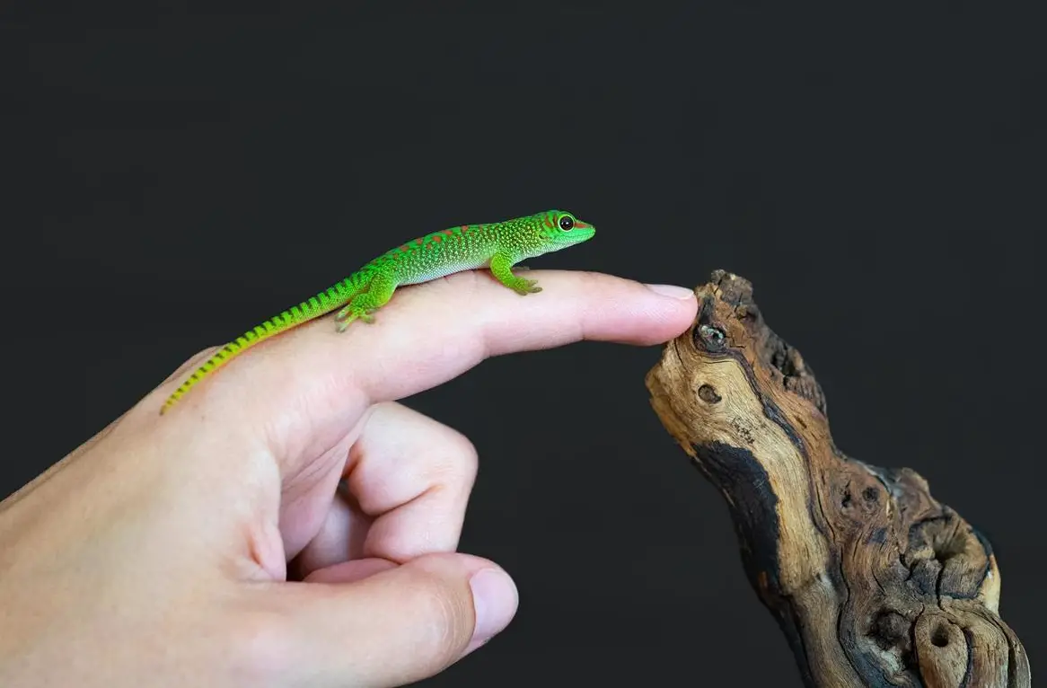 Phelsuma grandis - Madagaskar Taggecko Jungtiere