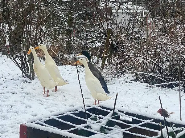 Canards coureurs indiens à vendre