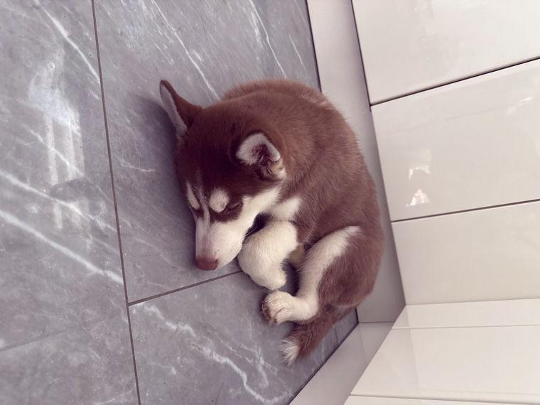 Siberischer Husky Braun-Weiss Welpe