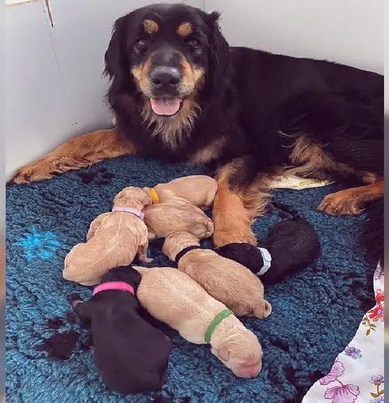 Hovawart puppies Hungary (I-litter von Alten Farben)