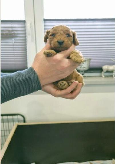 Zwergpudelwelpen Red/Apricot Abgabe ab Ostern