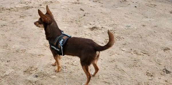 Kleiner Mini Pinscher