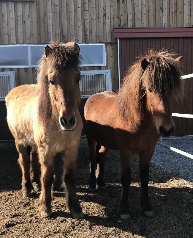Biete Reitbeteiligung auf meinen 2 Islandpferden