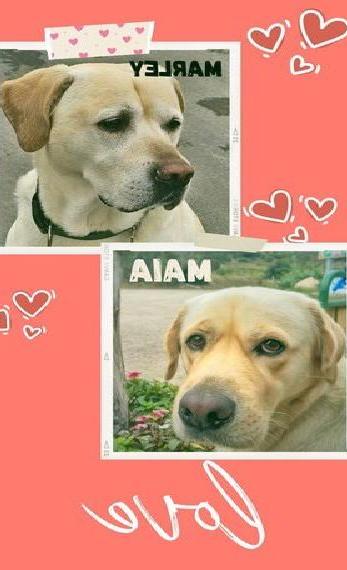 Labrador Welpen weiss