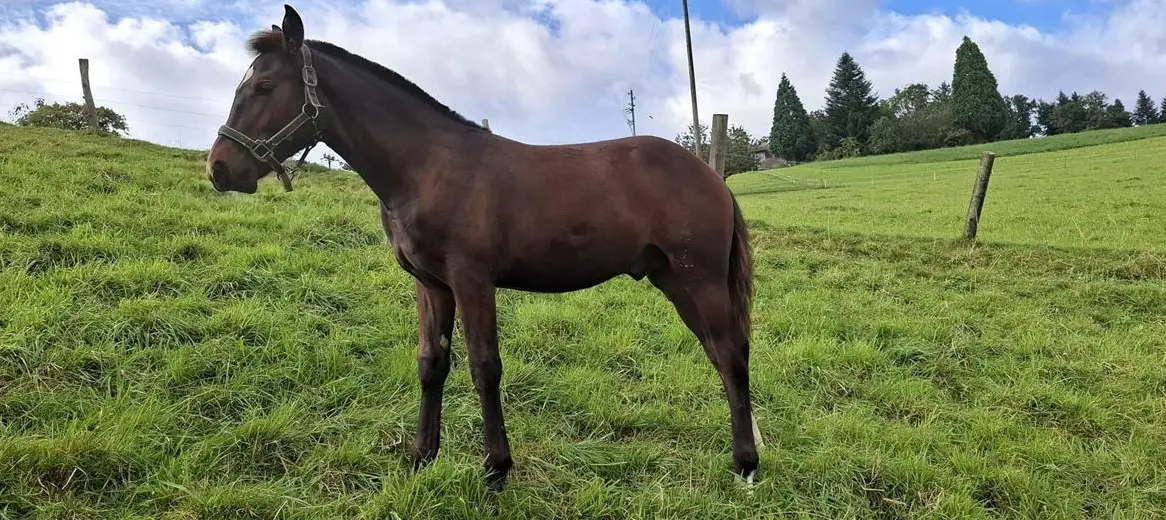 Freiberger Hengstfohlen zu verkaufen