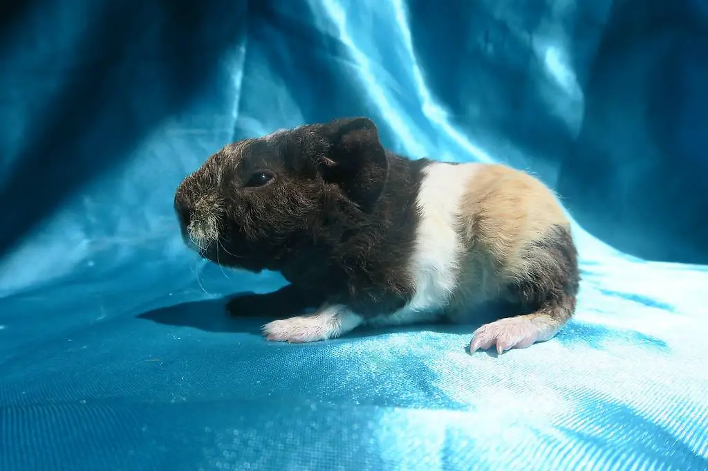 Meerschweinchen/Junger US-Teddy