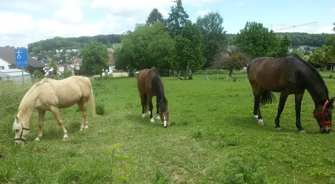 Privatstall bietet 2 Pferdeboxen an Selbstversorger, Benken BL