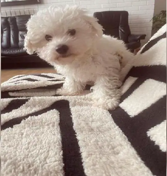 Sofort Junge Reinrassig Bichon Frise Mädchen Junge FREI