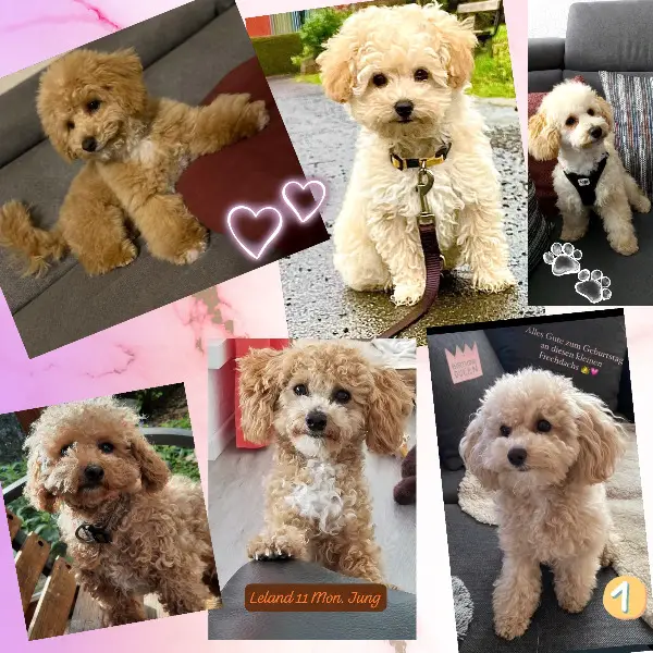 Bezaubernde Bologneser Pudel Doodle Bolopoo