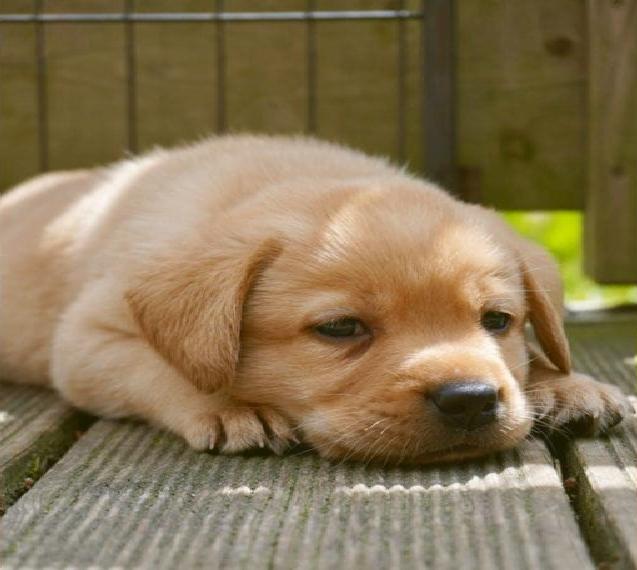 Labrador Welpen foxred mit Papieren