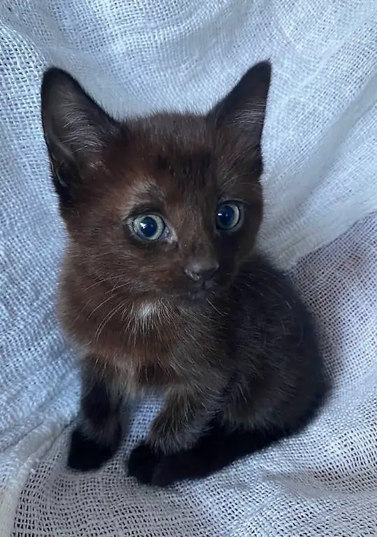 Süsses Kitten Mix Russisch blau/siam