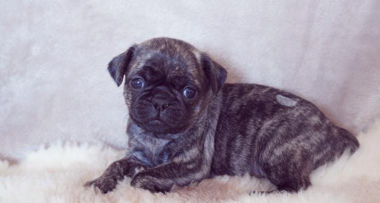 Retro Mops Welpen in Brindle