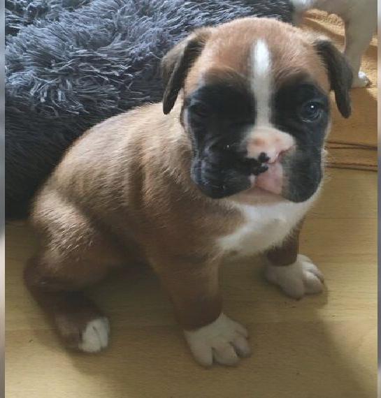 Boxerwelpen mit Papieren