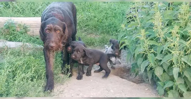 Deutsch Drahthaar Welpen Wurfankündigung